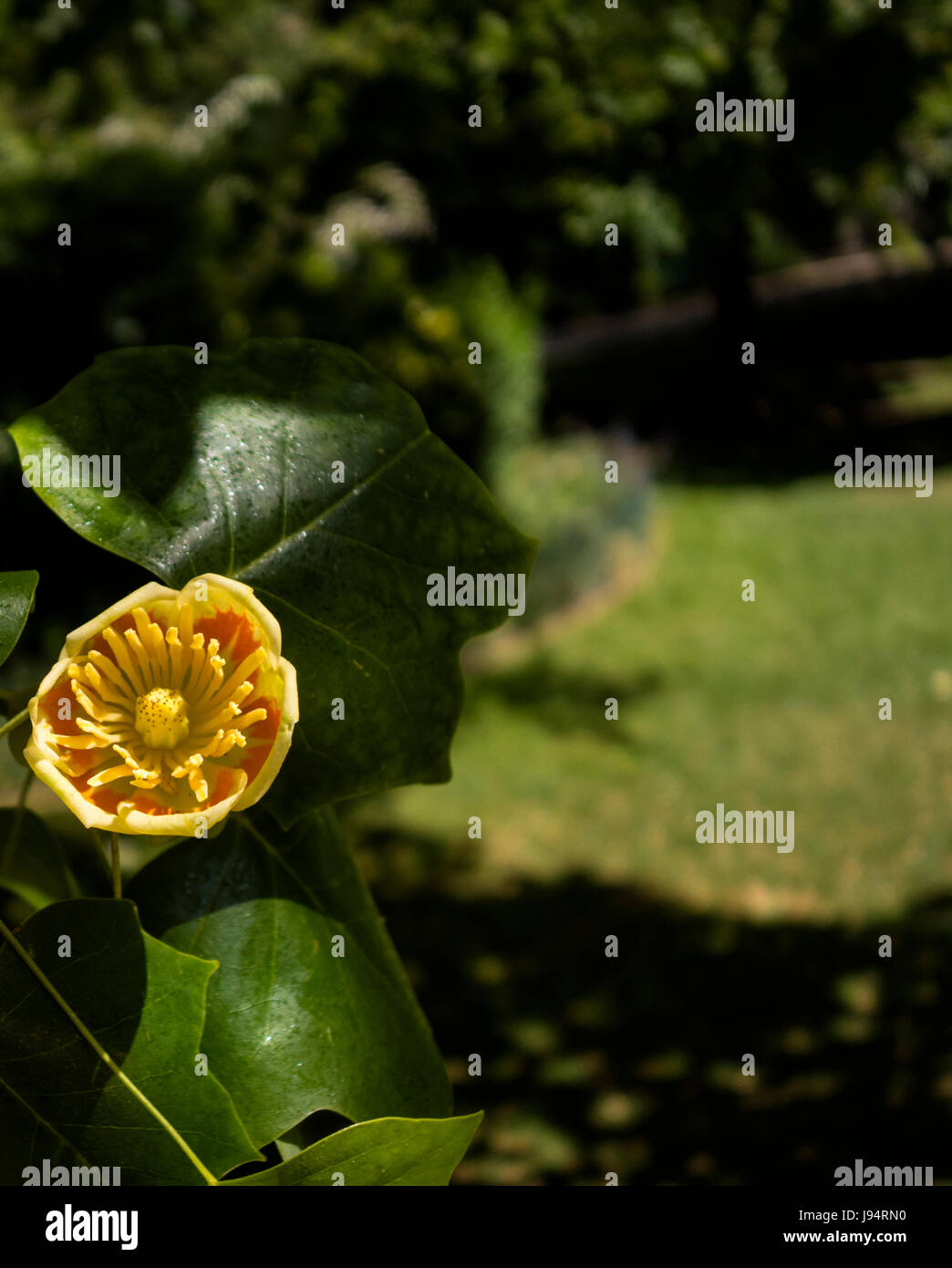 Tulip tree blossom Stock Photo Alamy