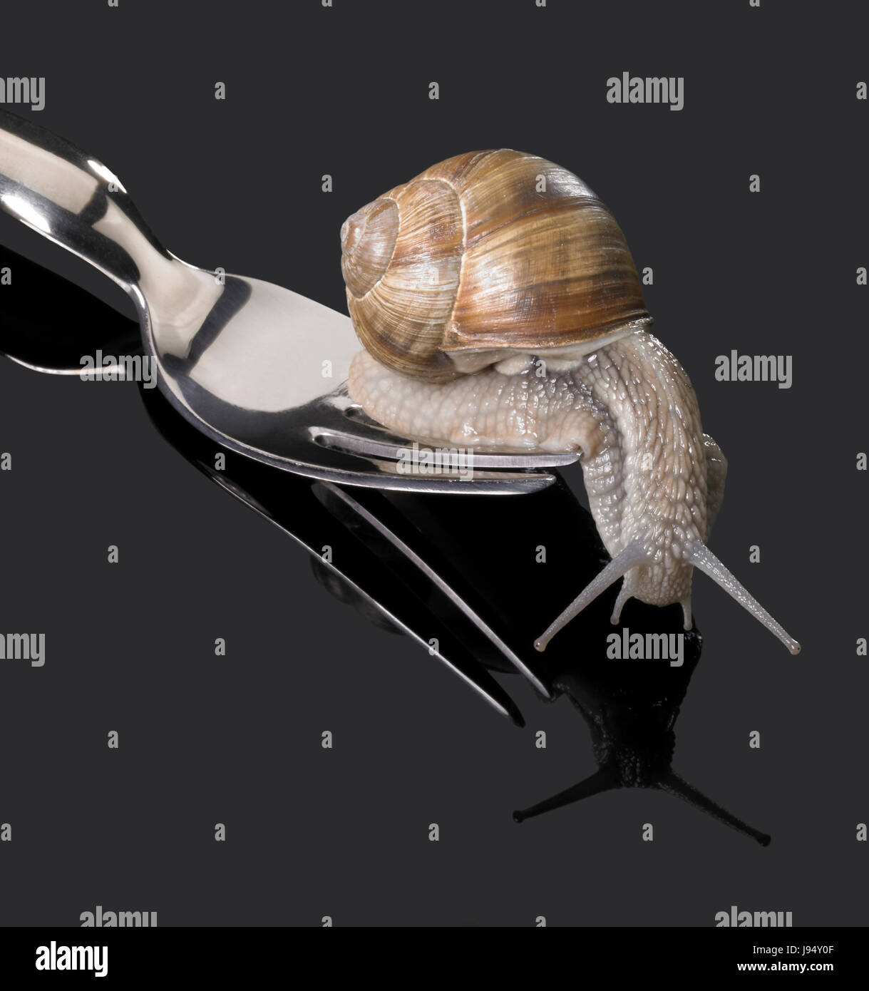 snail, edible snail, fork, gastropod, motion, postponement, moving