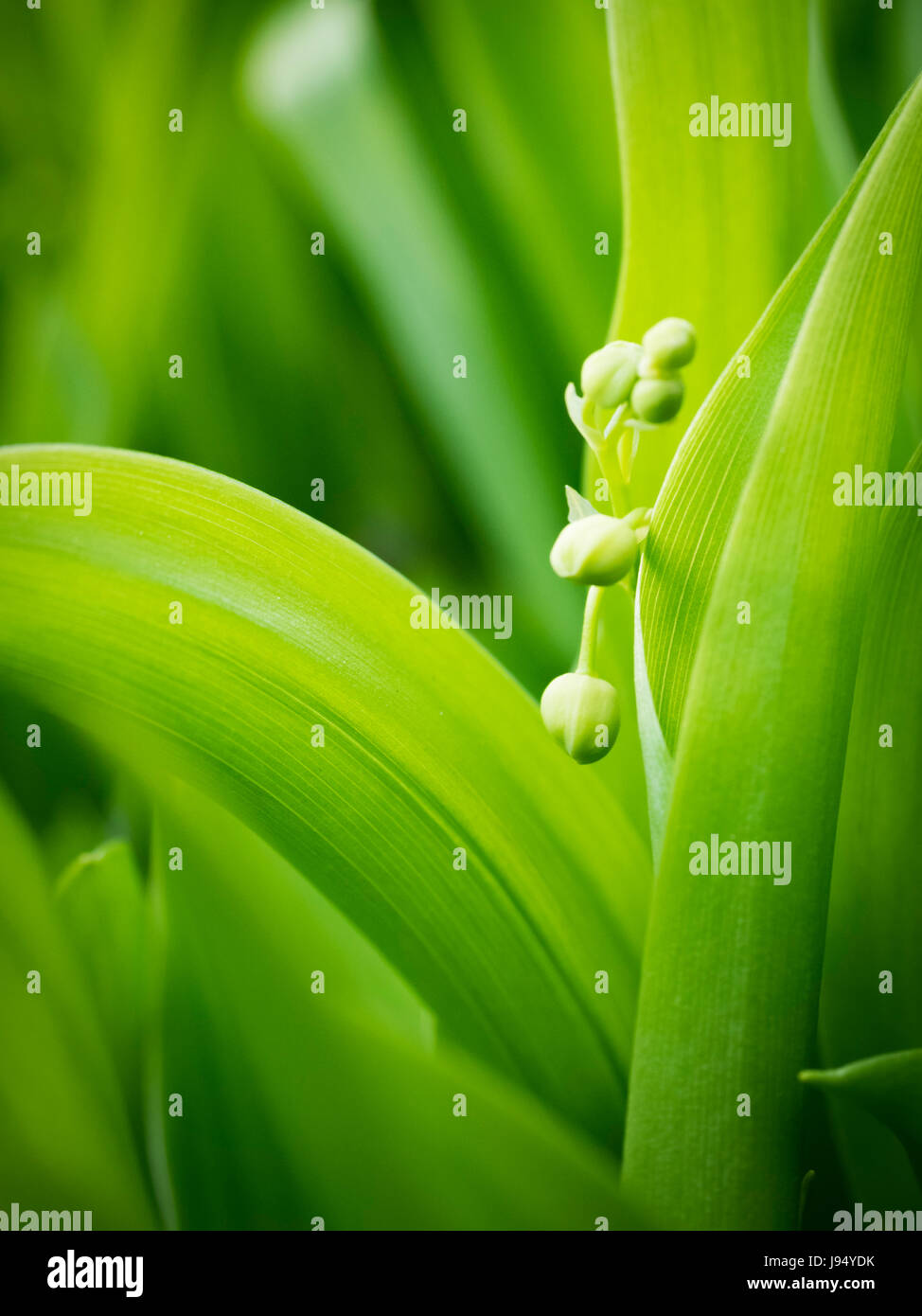 Lily of the Valley Stock Photo