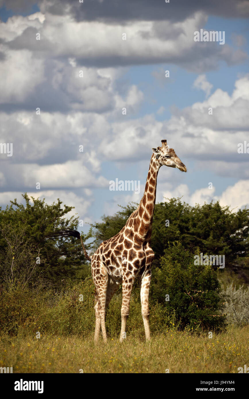 A single giraffe steps through the Savannah and bush. Taken on 09.04.2017 in the Central Kalahari Game Reserve. The giraffe (Giraffa camelopardalis) is the tallest land-dwelling animal on earth. Bulls can reach up to 6 metres in height, cows up to 4.5. Their most striking feature is their disproportionately long neck, which is made up of just 7 extremely elongated neck vertebras. Today, giraffes only live in the Savannahs south of the Sahara. Until as late as the 7th century, giraffes could also be found in North Africa. The cloven hoofed animals graze primarily on acacia trees. Their 50cm ton Stock Photo