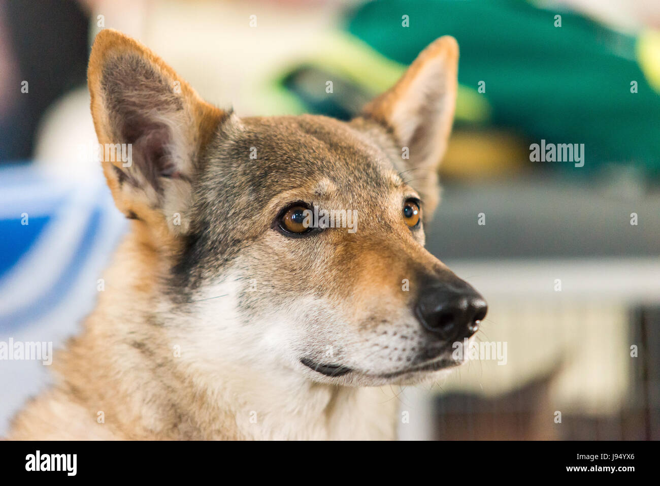 Portrait of beautiful  Saarlooswolfhond. Close up dog Stock Photo