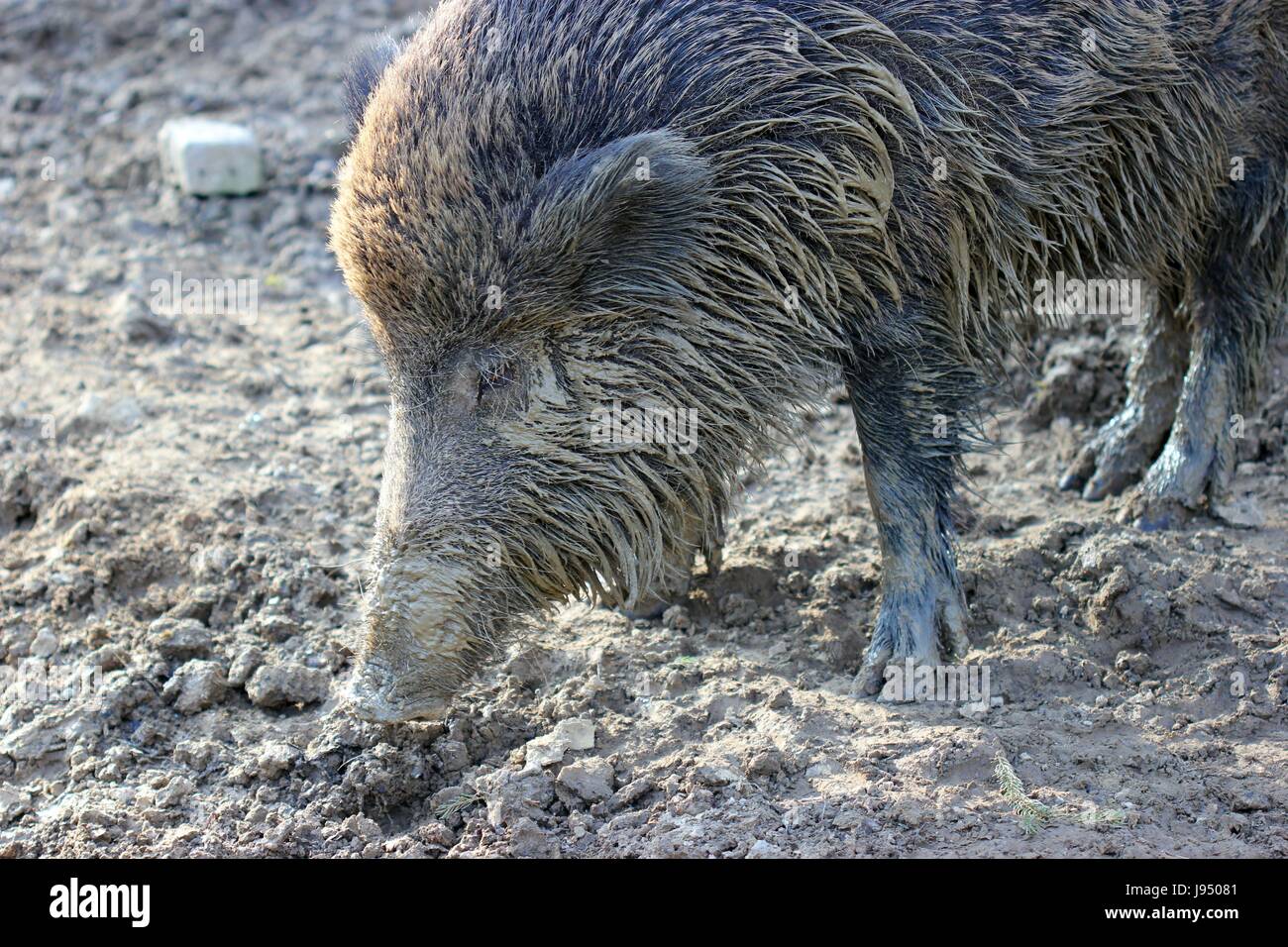 boar in tierpark sababurg Stock Photo