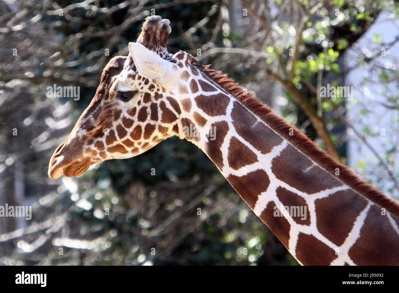 profile, animal, africa, tongue, portrait, location shot, lateral, stretch, Stock Photo