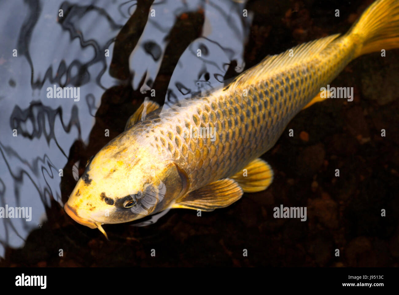 fish, japan, carp, selection, closeup, reflection, breeding, scale, fresh Stock Photo