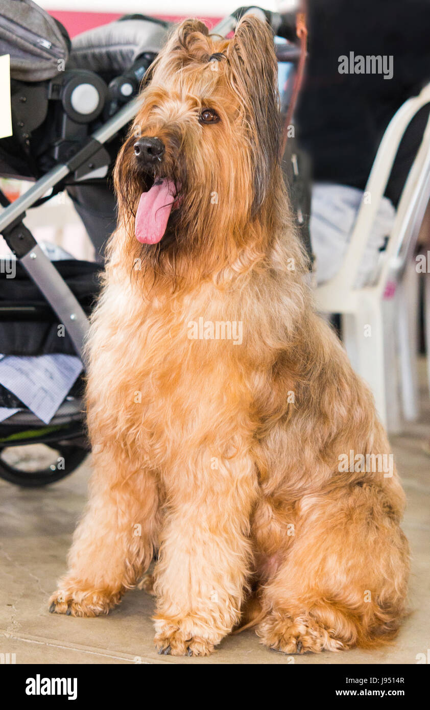 Portrait of beautiful Briard posing. Stock Photo