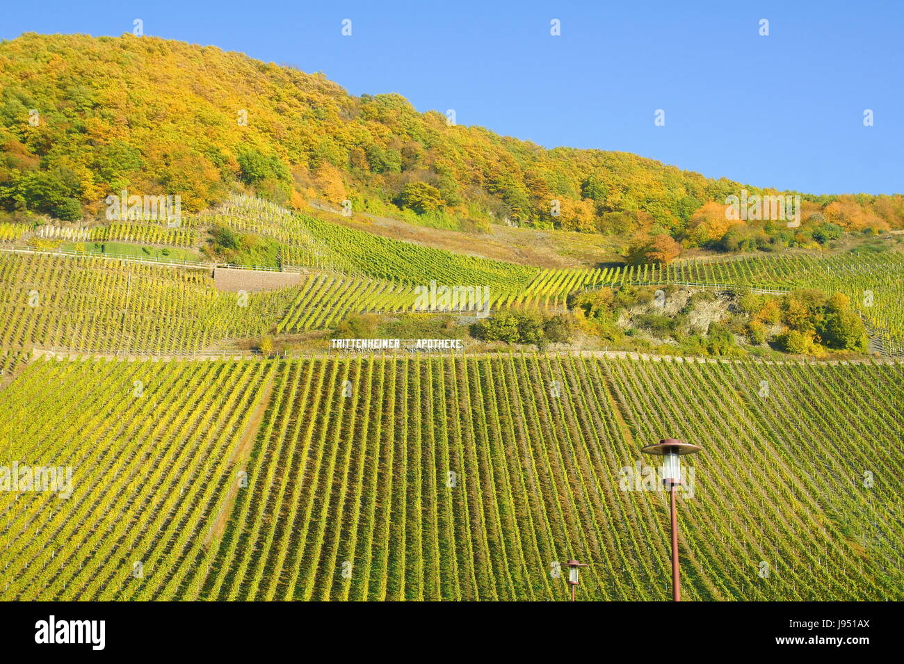 vineyard, mosel, pharmacy, drugstore, vineyards, cultivation of wine, vineyard, Stock Photo