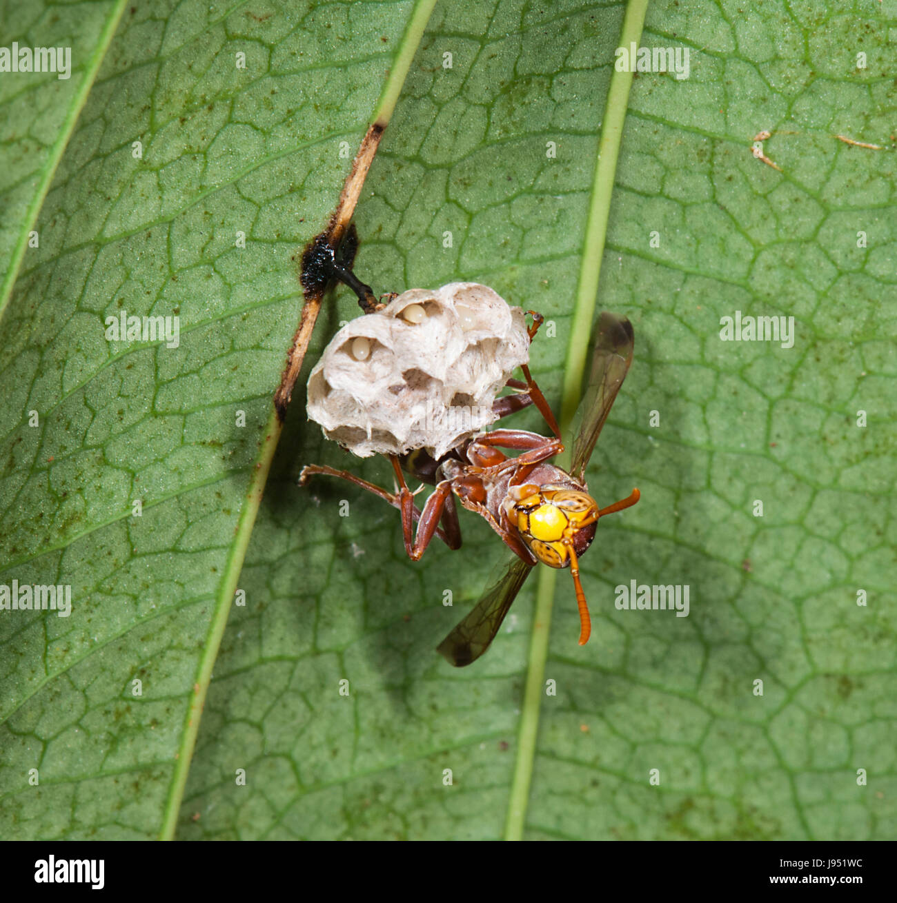 Paper-nest Wasp (Polistes variabilis), Far North Queensland, FNQ, QLD, Australia Stock Photo