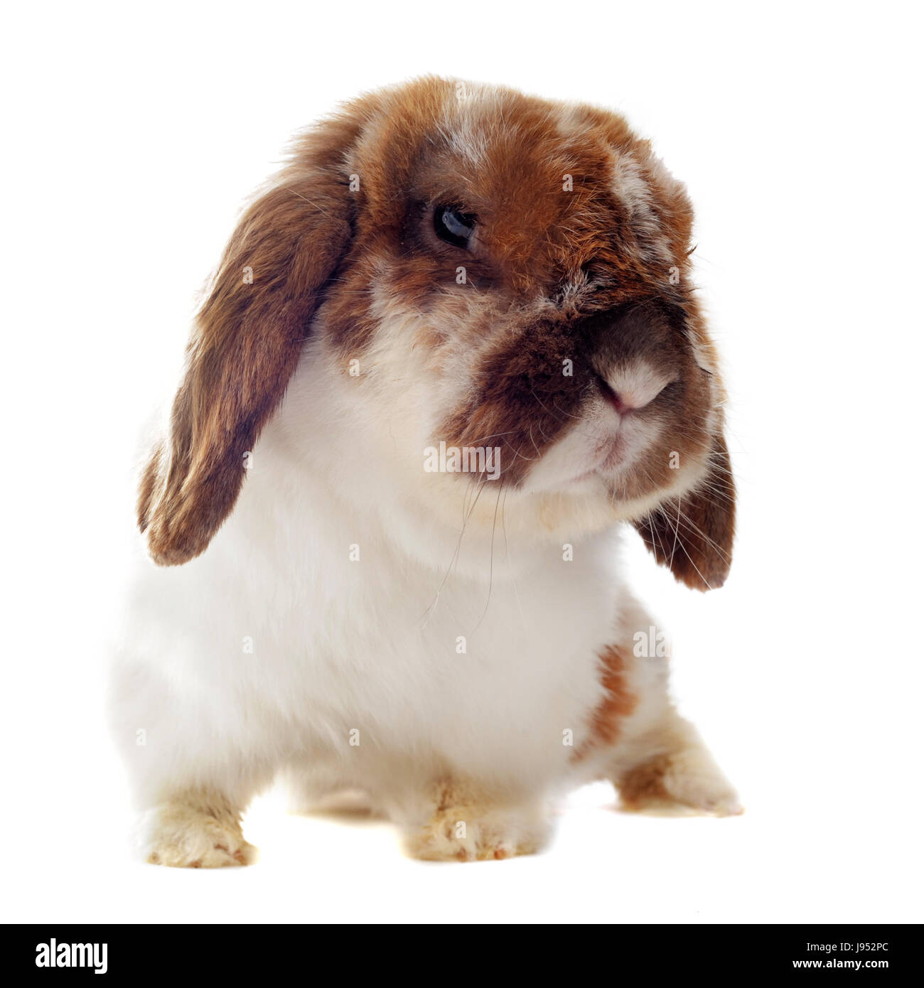 British Brown Rabbit Brown dwarf english lop rabbit hi-res stock photography and images - Alamy