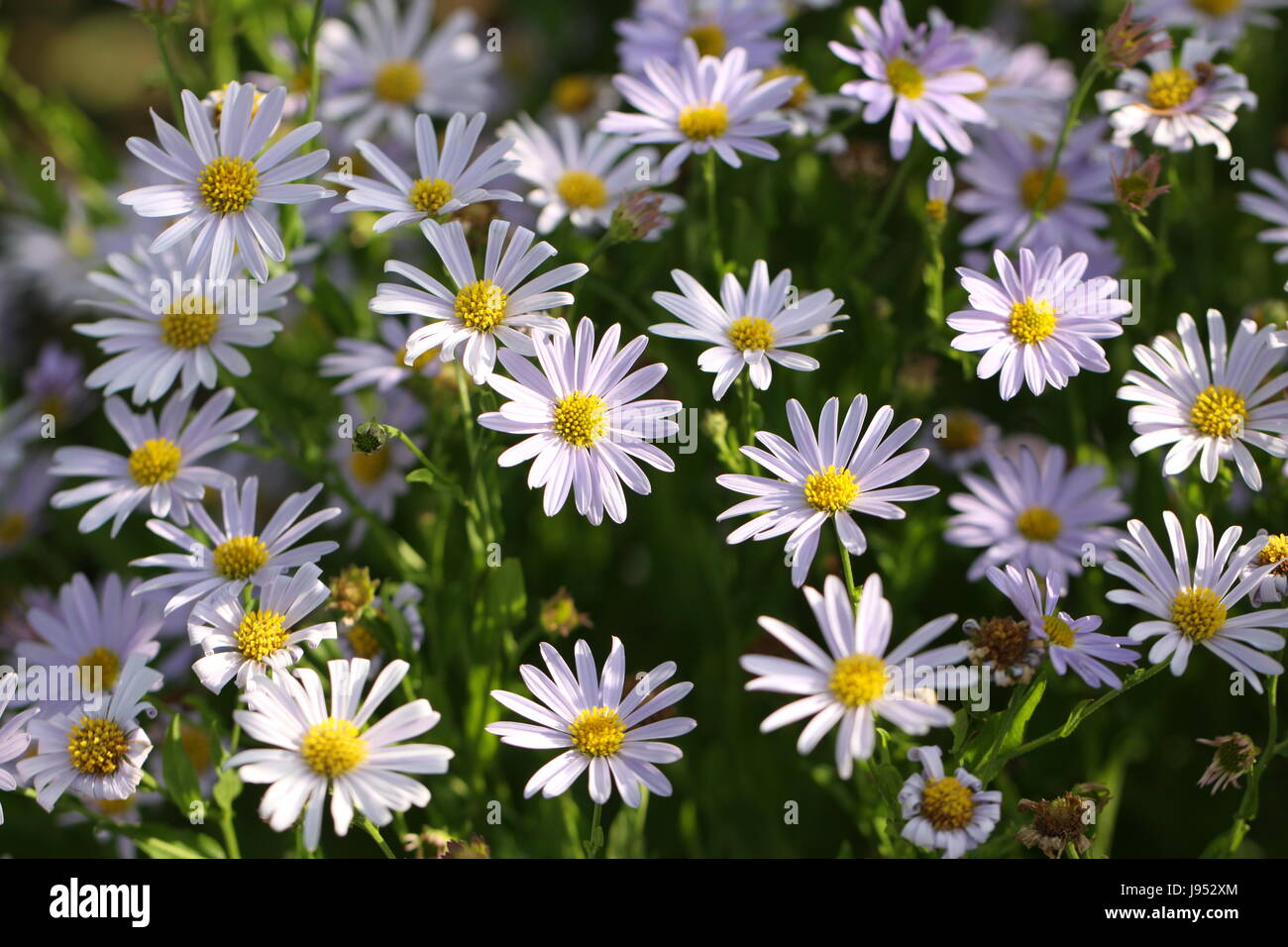 Aster purple star hi-res stock photography and images - Alamy