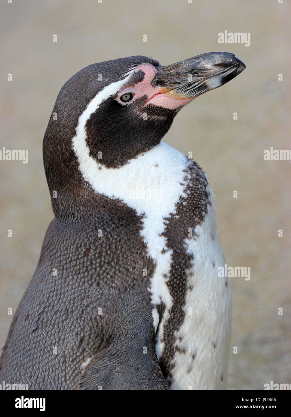 bird, portrait, birds, zoo, penguin, spring, humboldtpinguin ...