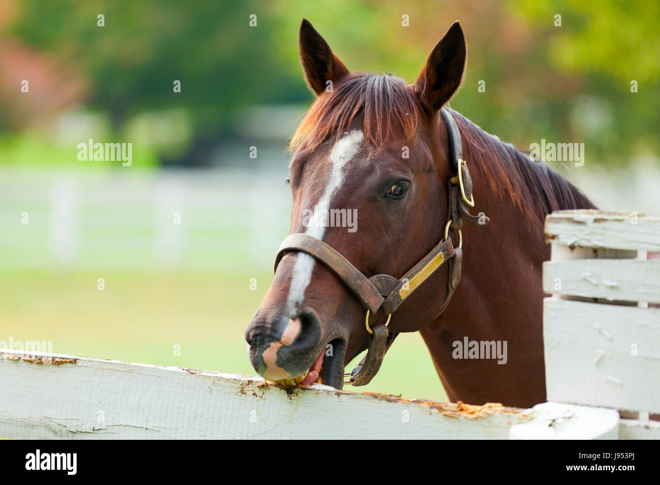 Horse chewing fence hires stock photography and images Alamy
