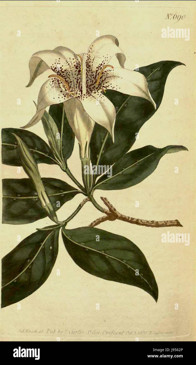 Rothmannia capensis02 Stock Photo