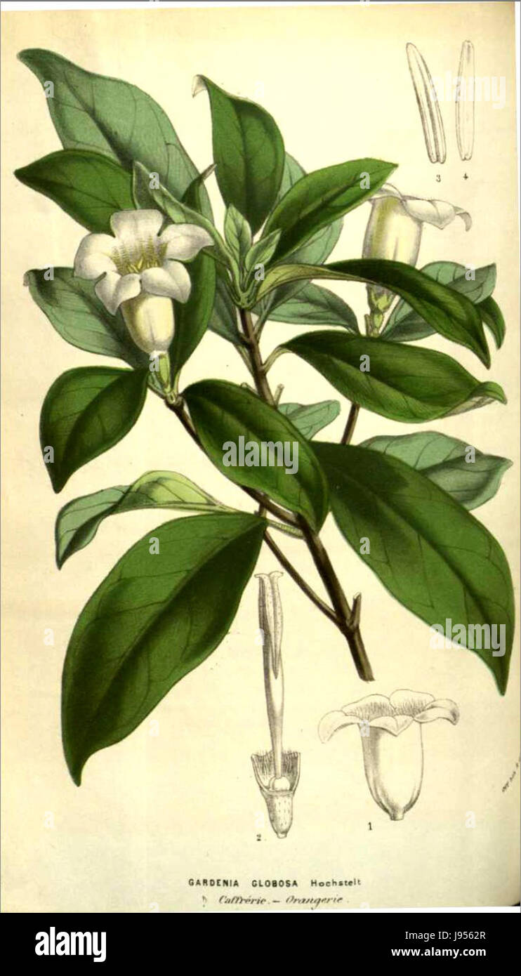 Rothmannia globosa02 Stock Photo