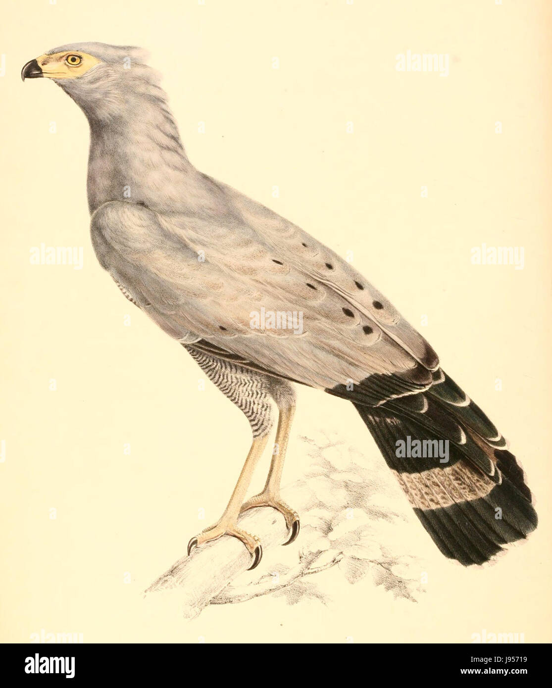 Polyboroides typus adult female 1838 Stock Photo Alamy