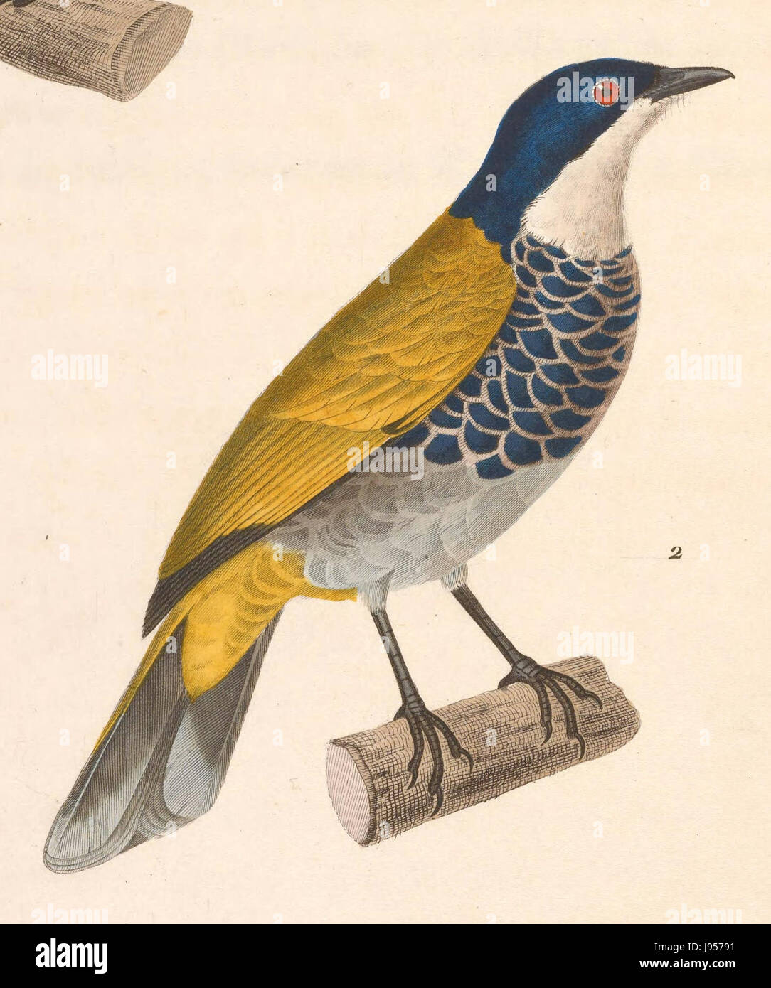 Pycnonotus squamatus 1838 Stock Photo