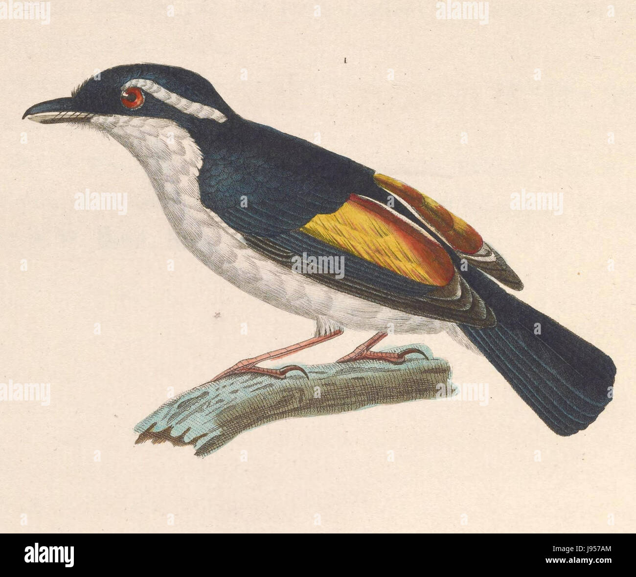 Pteruthius flaviscapis 1838 Stock Photo