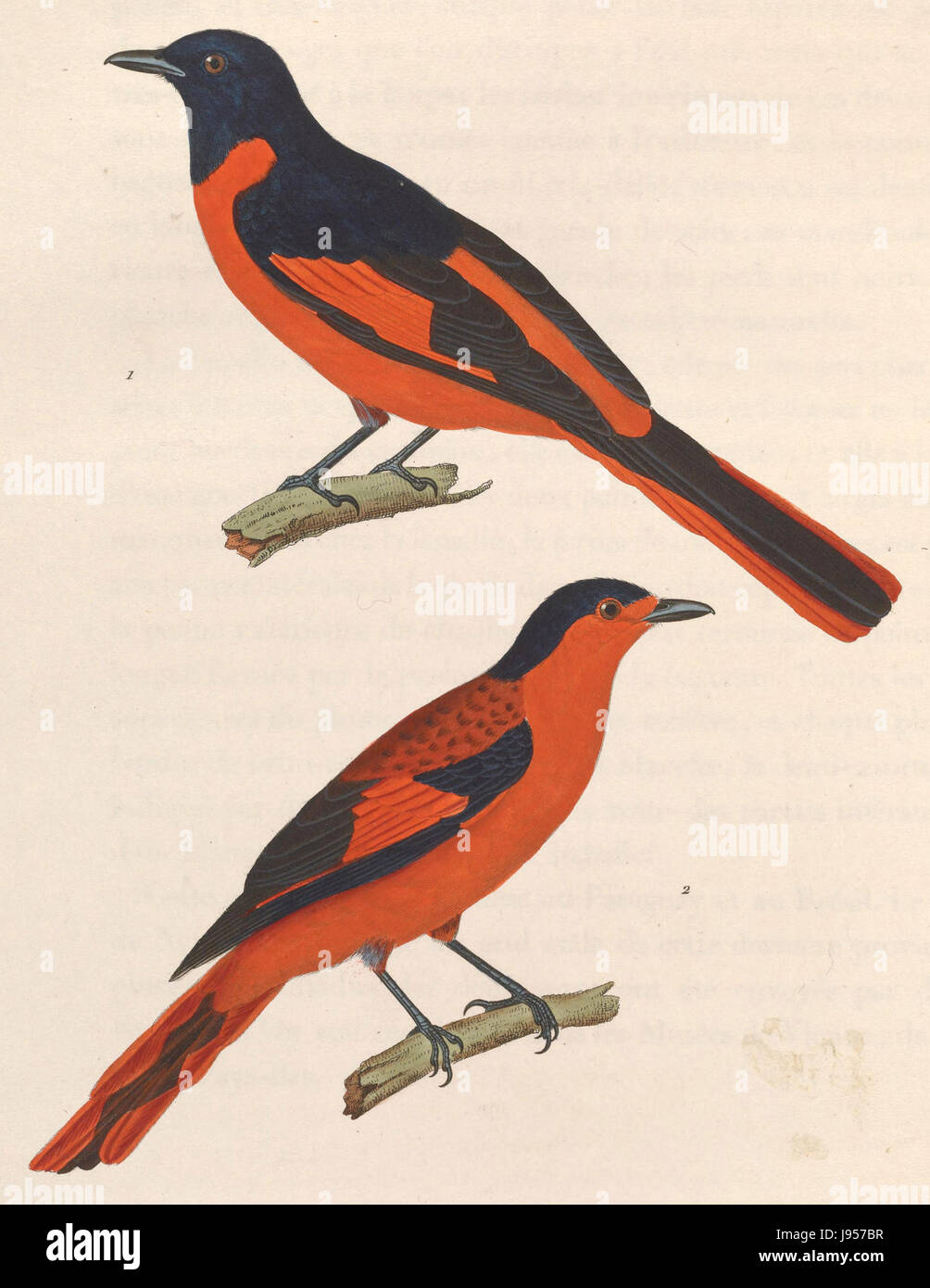 Pericrocotus miniatus 1838 Stock Photo Alamy