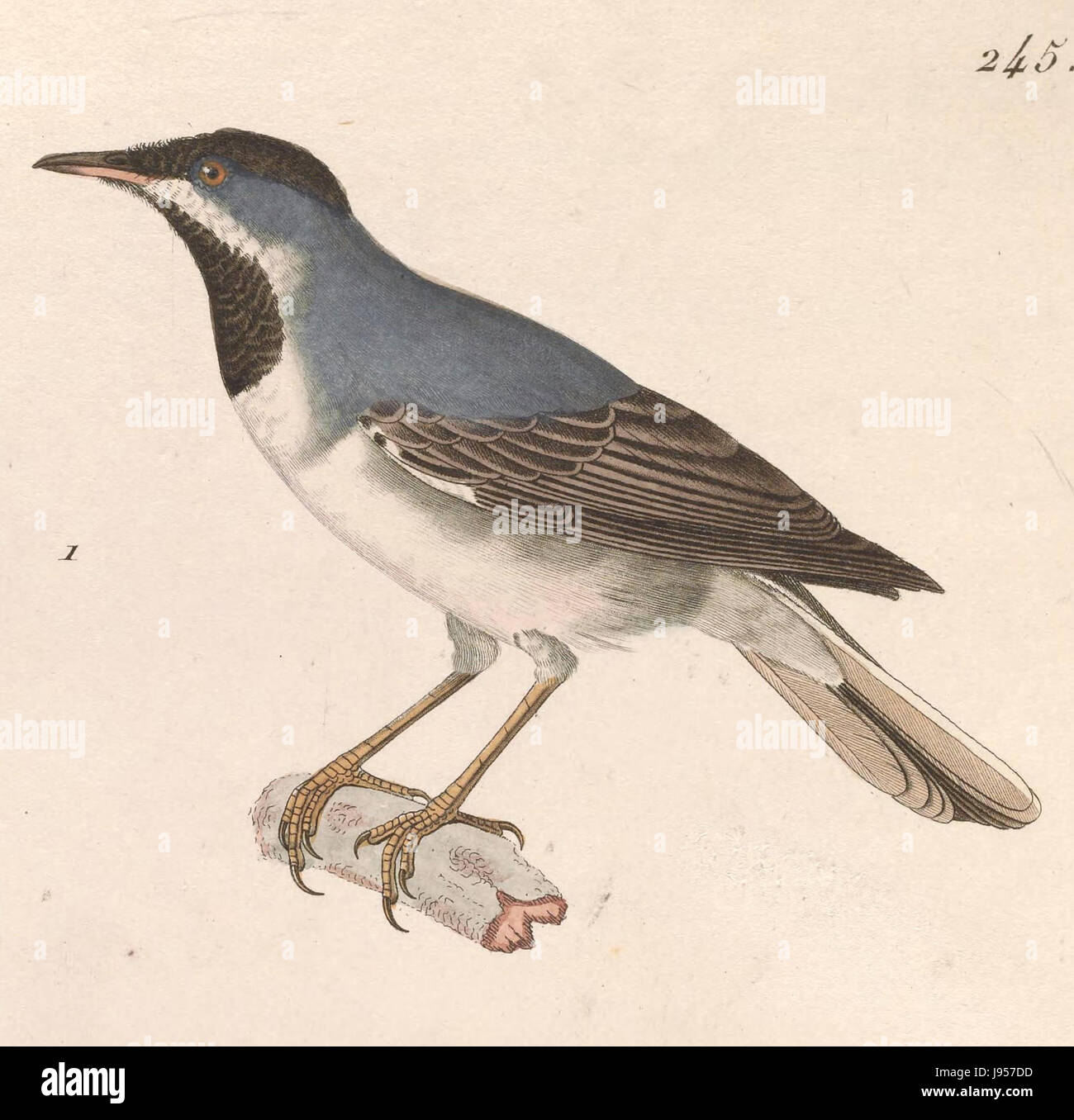 Sylvia ruppeli 1838 Stock Photo Alamy