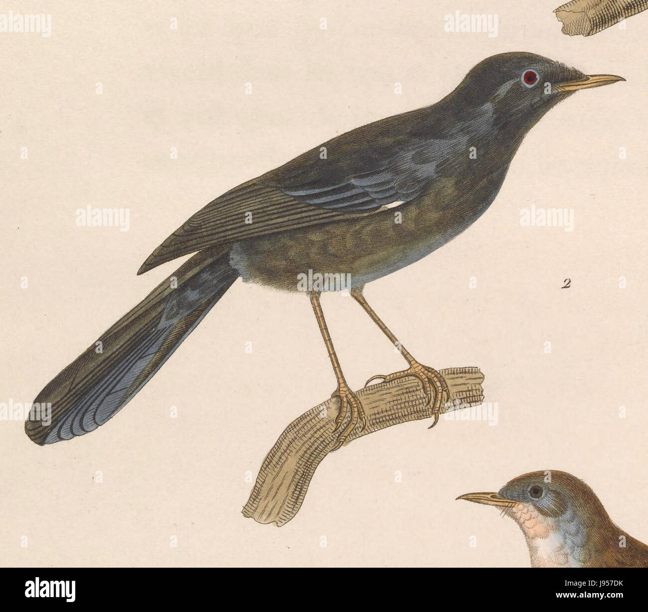 Sylvia sarda 1838 Stock Photo Alamy