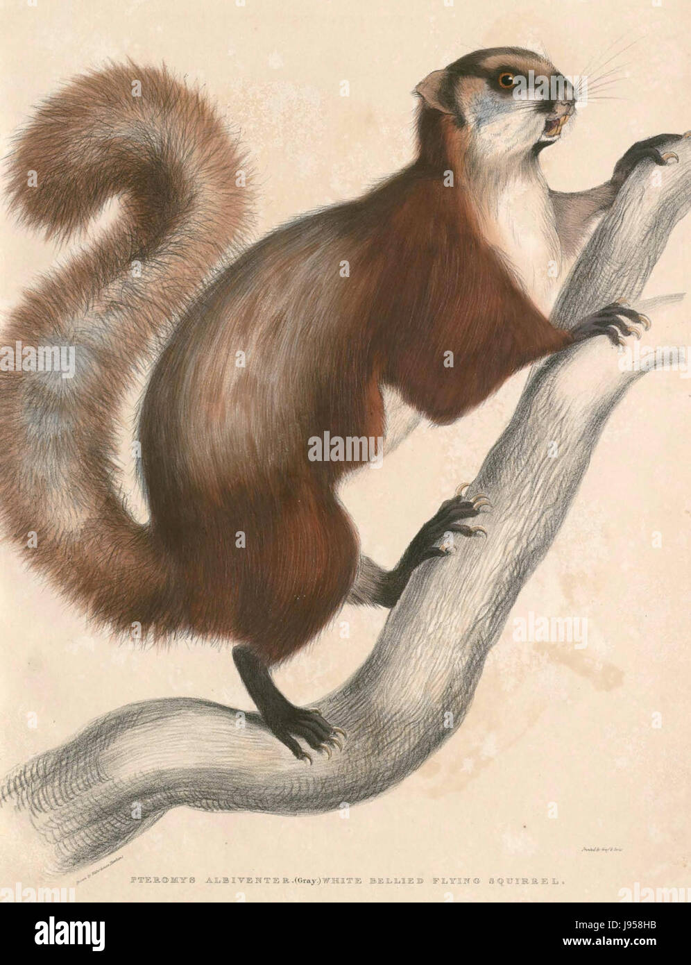 Petaurista petaurista albiventer Hardwicke Stock Photo Alamy