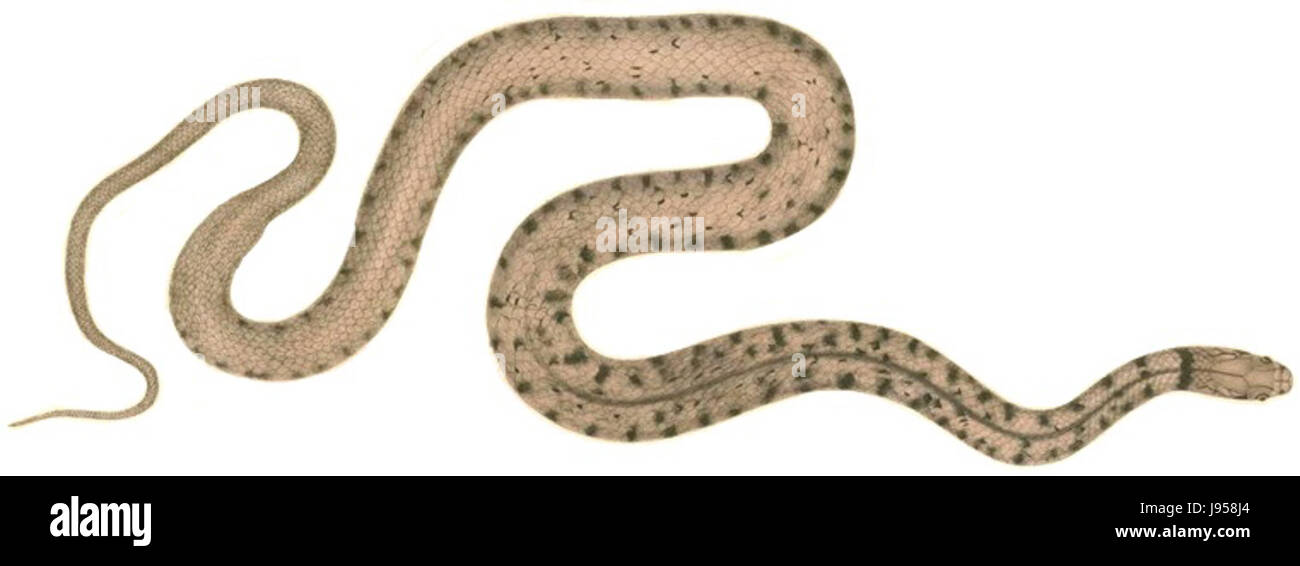 Xenochrophis piscator 1 Hardwicke white background Stock Photo