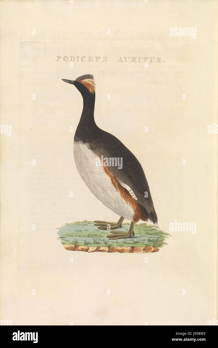 Nederlandsche vogelen (KB)   Podiceps nigricollis (488b) Stock Photo