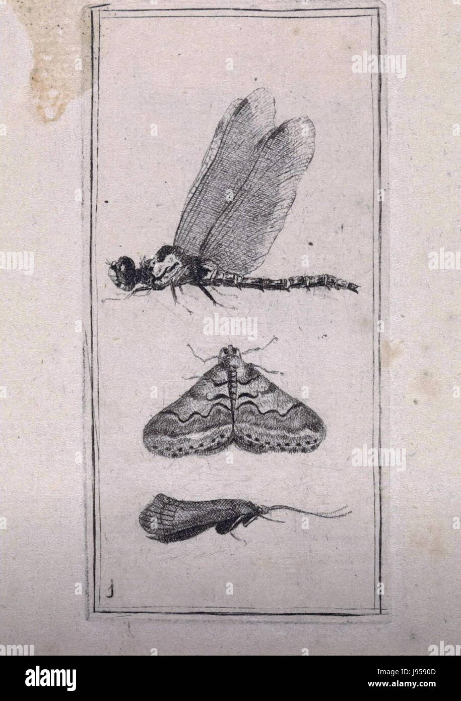 Pieter Lyonet, Libelle en nachtvlinders (Rijksmuseum) Stock Photo