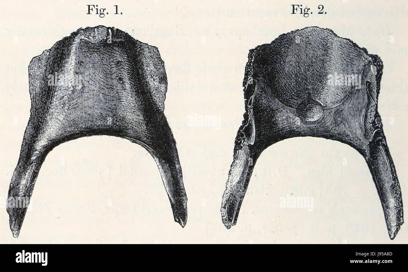 Study extinct animal species hi-res stock photography and images - Alamy