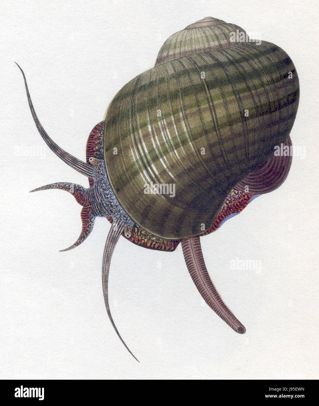 Pomacea paludosa drawing Stock Photo