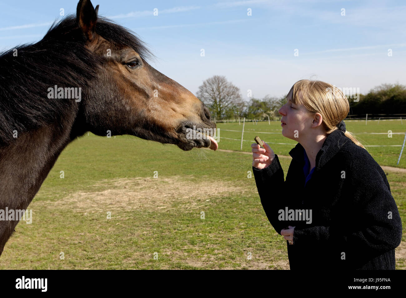 woman, lady, horse, pony, rider, equestrian, girl, girls, woman, food, aliment, Stock Photo