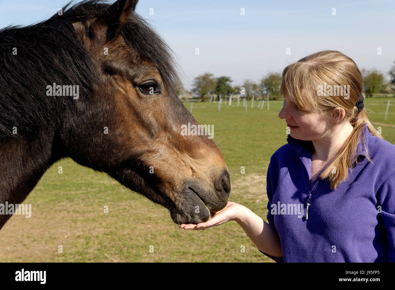 woman, lady, horse, pony, rider, equestrian, girl, girls, woman, food, aliment, Stock Photo