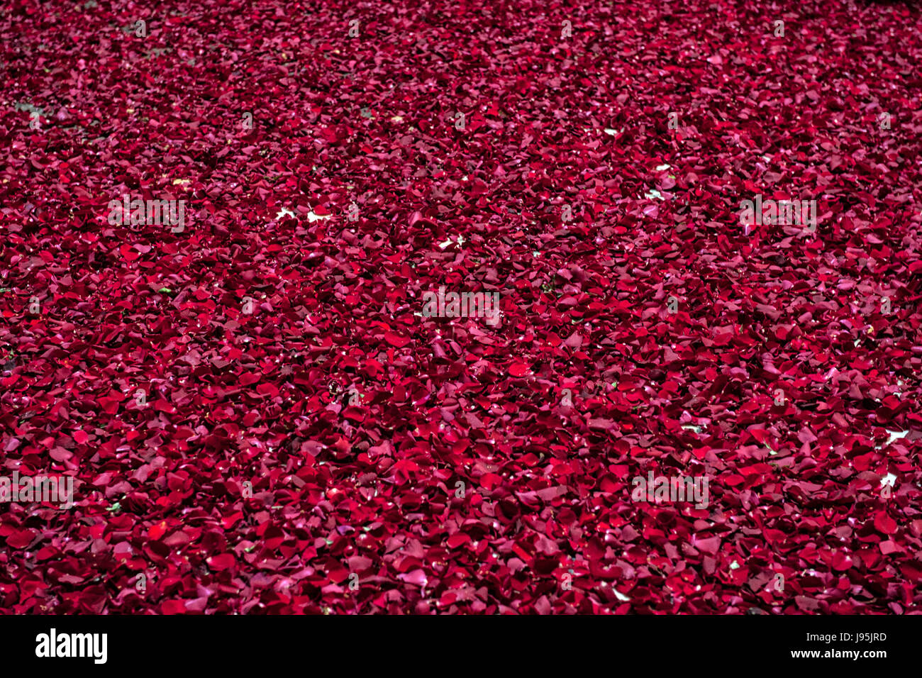 Rome, Italy. 04th June, 2017. The floor of the Pantheon of Rome, Italy, completely covered by the red roses thrown by the firemen from the hole of the dome, the day of Pentecost Credit: Realy Easy Star/Alamy Live News Stock Photo