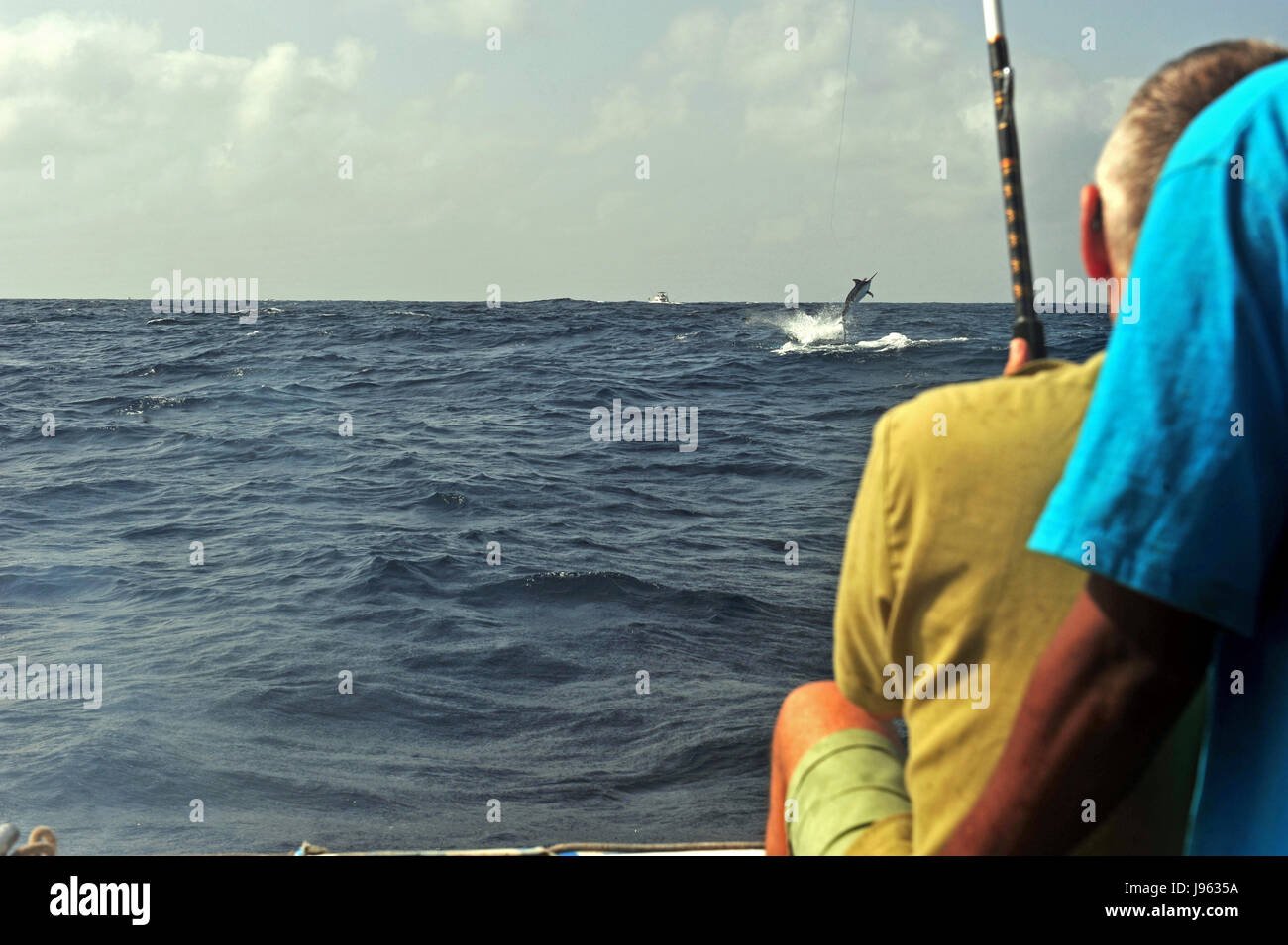 africa, kenya, fish, open sea, fighter, camphor, swordfish, fight, fighting Stock Photo Alamy