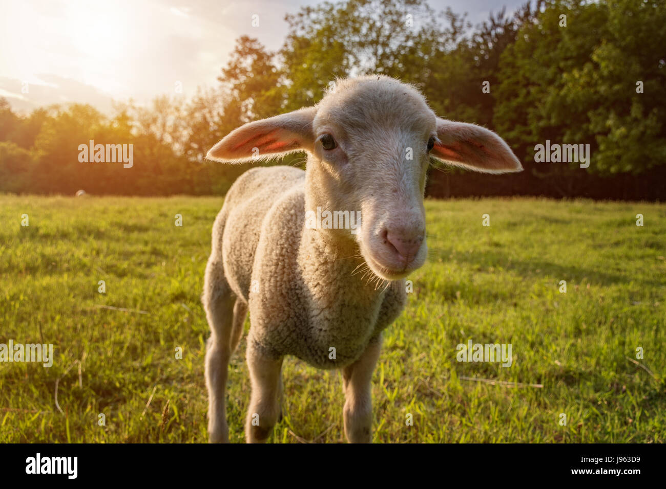 white lamb eating standing on the grass (meadow Stock Photo Alamy