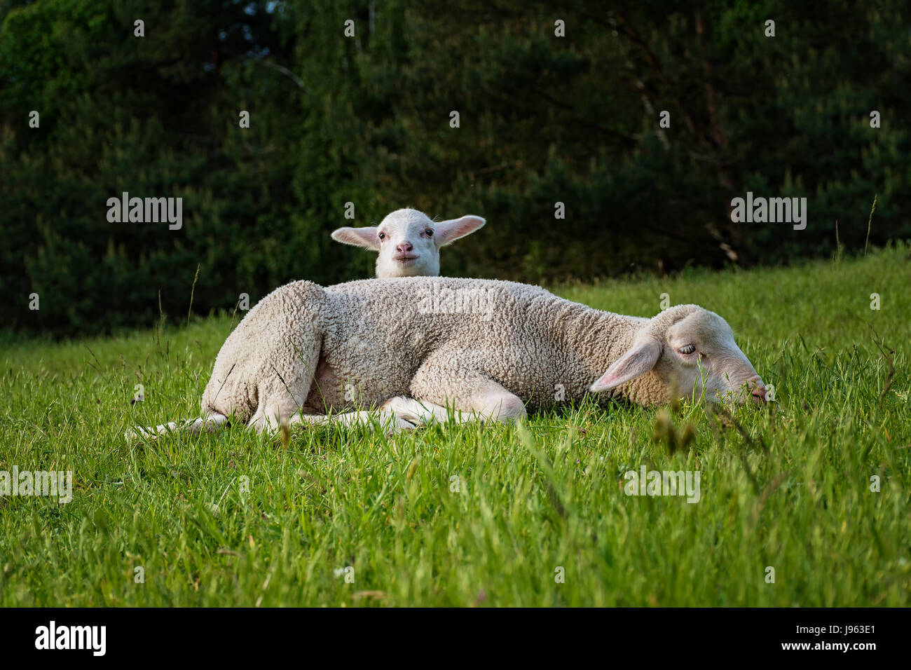 white lamb with its mother - feeding Stock Photo