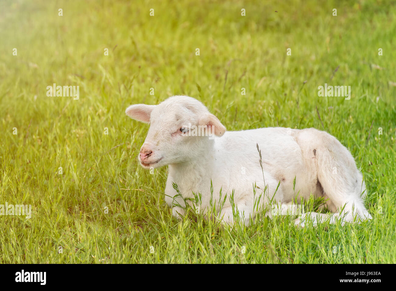 white lamb lies in the grass (meadow) sunshine Stock Photo