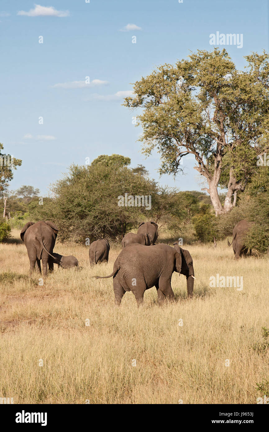 animal, africa, elephant, travel, park, holiday, vacation, holidays, vacations, Stock Photo