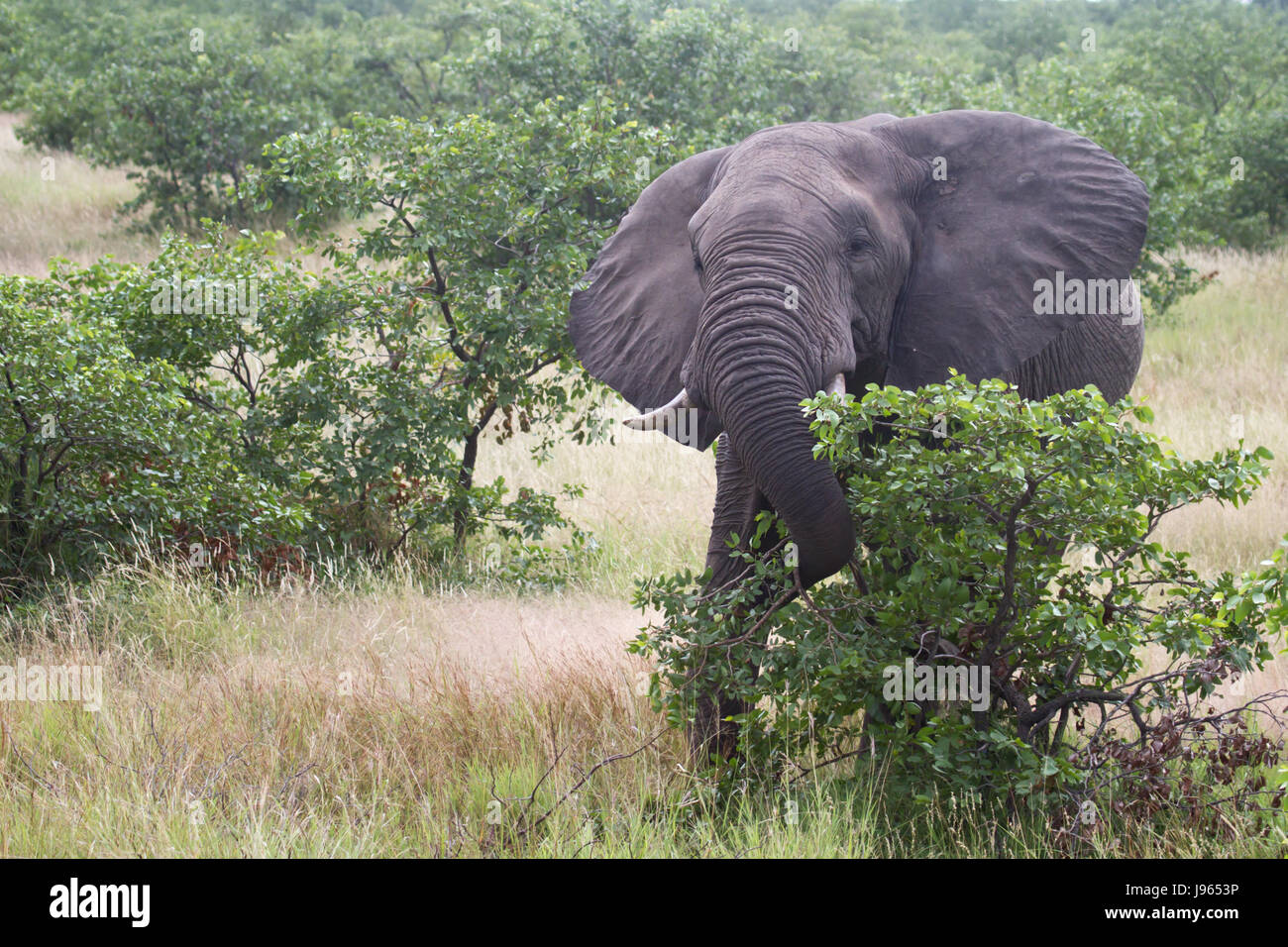 animal, africa, elephant, travel, park, holiday, vacation, holidays, vacations, Stock Photo