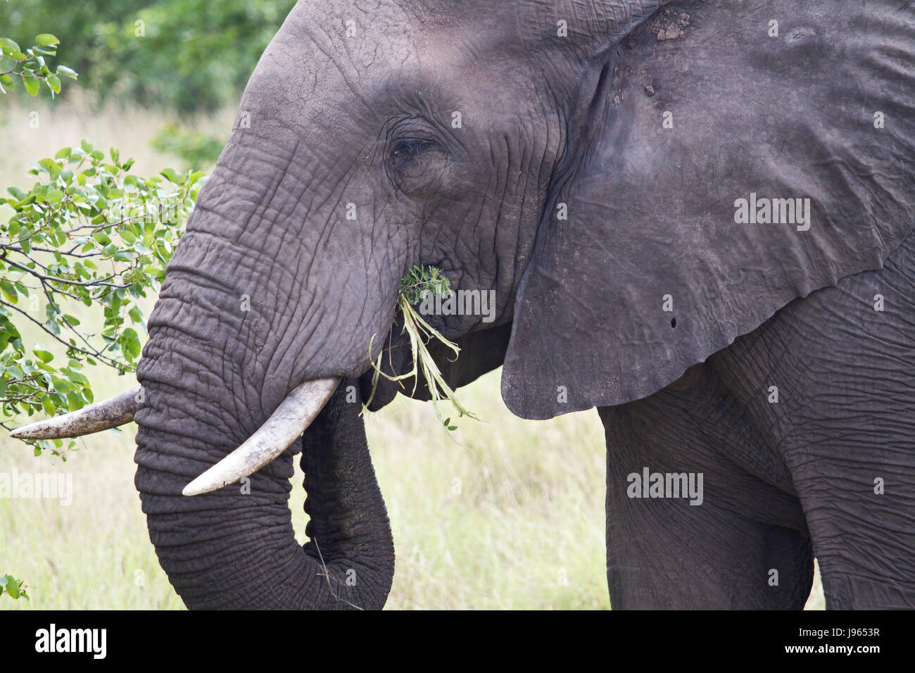 animal, africa, elephant, travel, park, holiday, vacation, holidays, vacations, Stock Photo