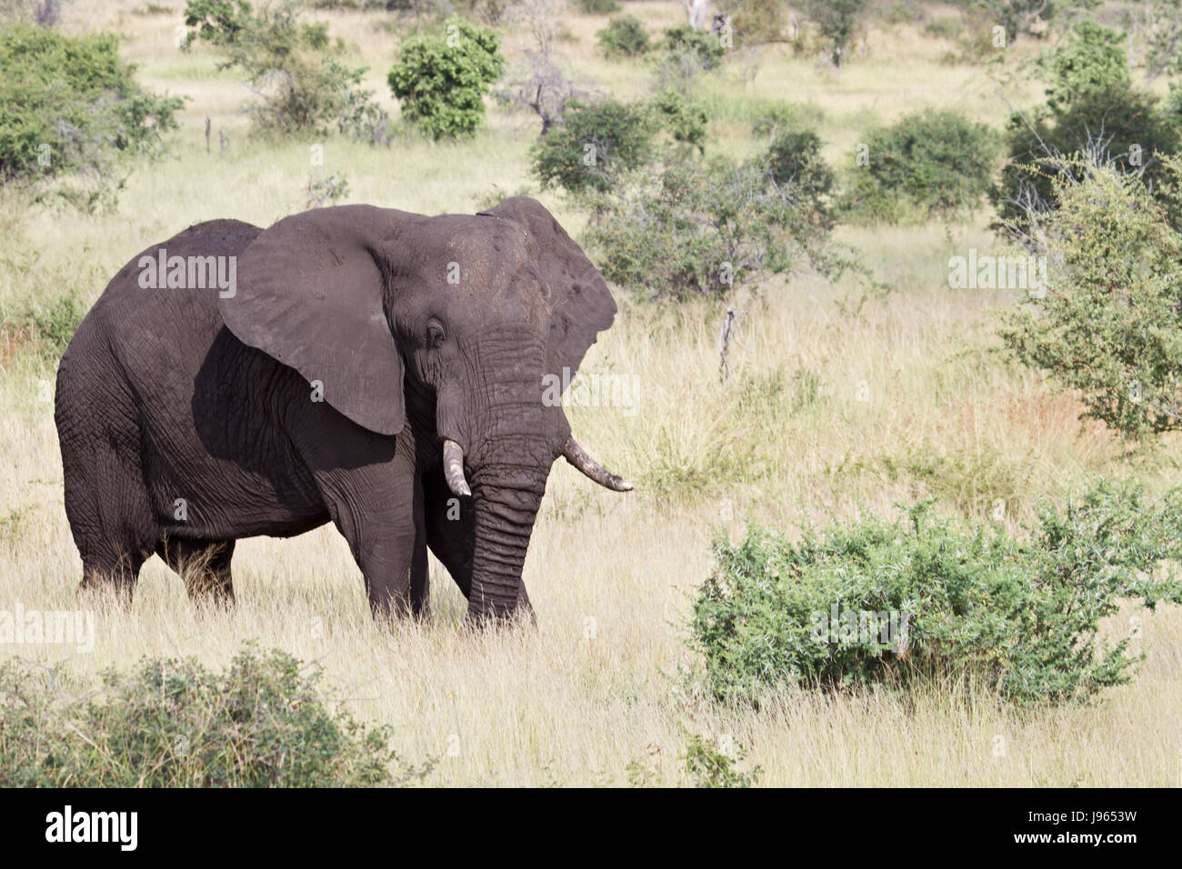 animal, africa, elephant, travel, park, holiday, vacation, holidays, vacations, Stock Photo