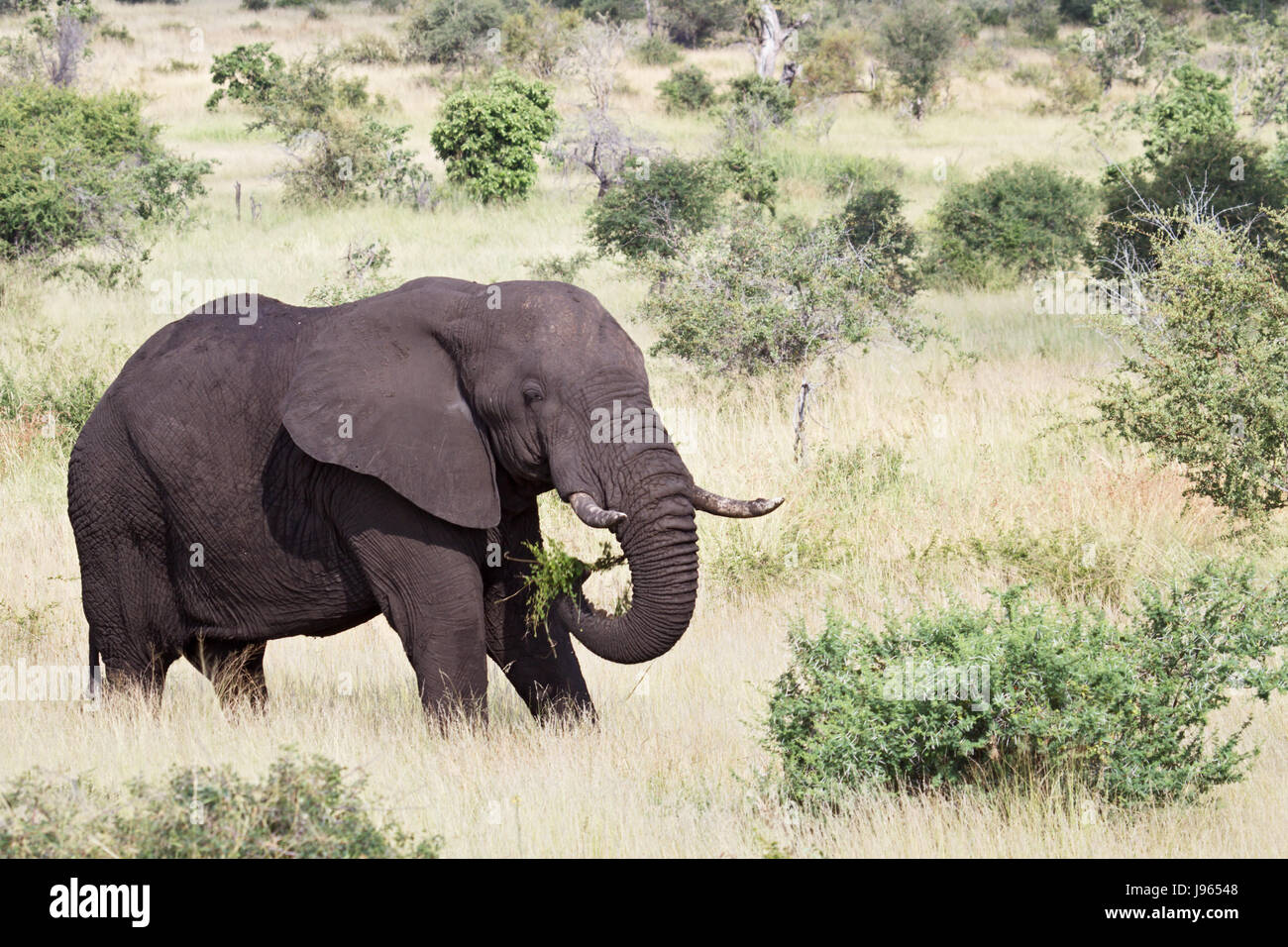 animal, africa, elephant, travel, park, holiday, vacation, holidays, vacations, Stock Photo