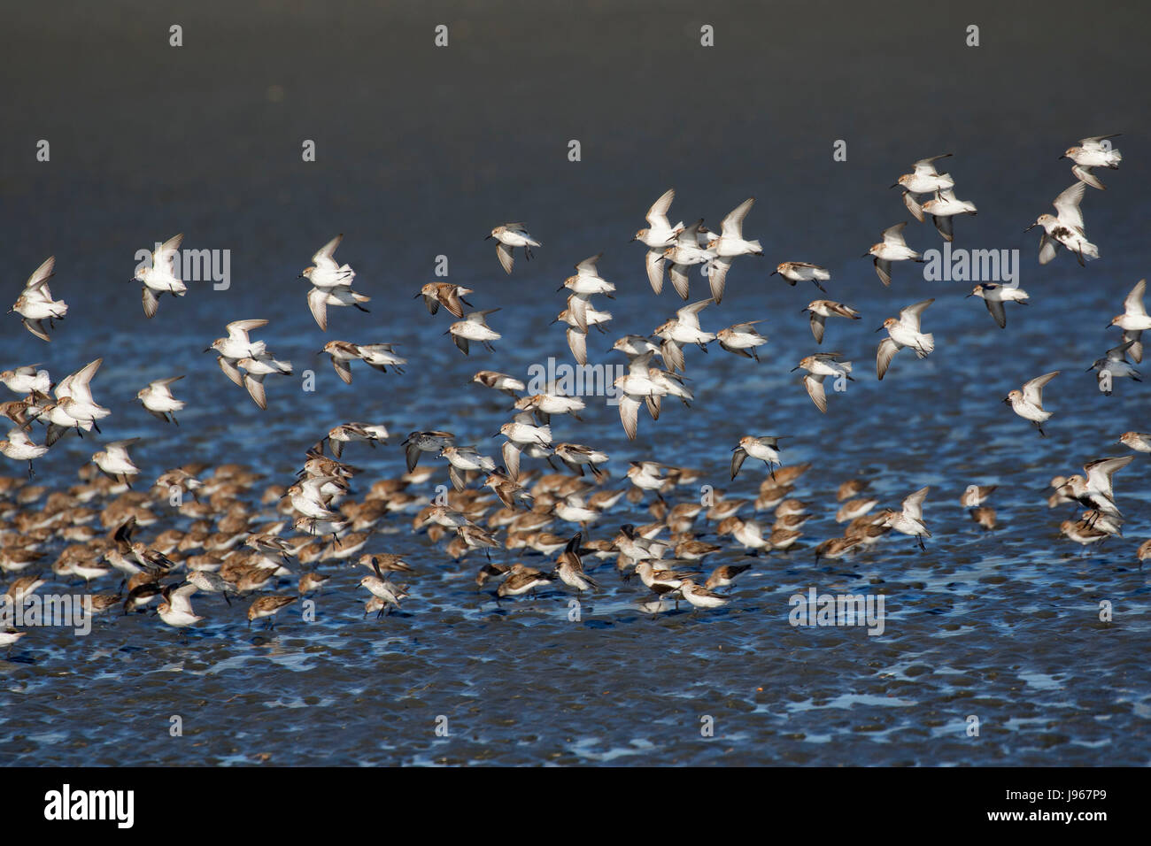 Shorebird flock, Beach Front Park, Crescent City, California Stock Photo