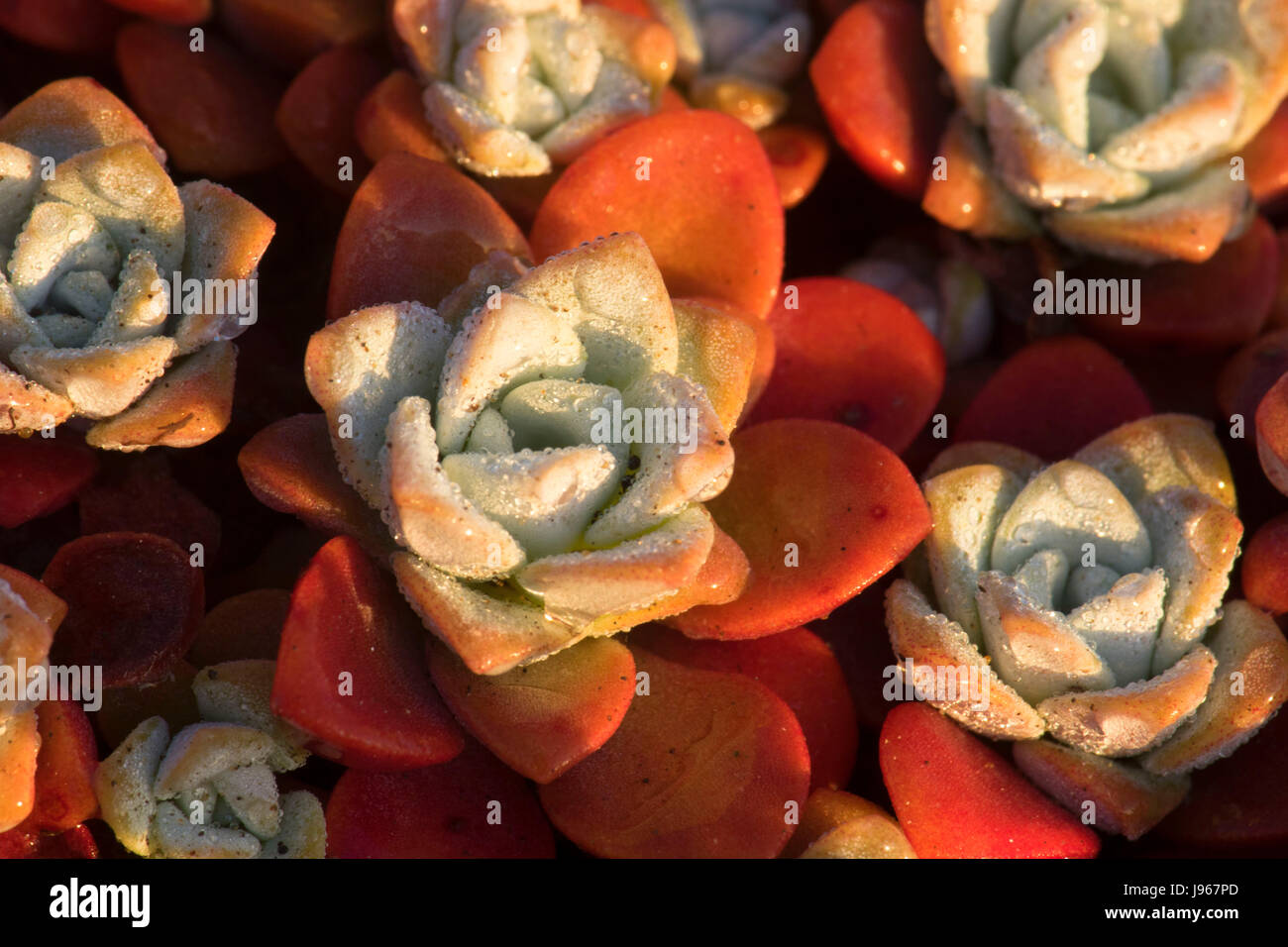 Stonecrop, Point St. Heritage Area, Crescent City, California