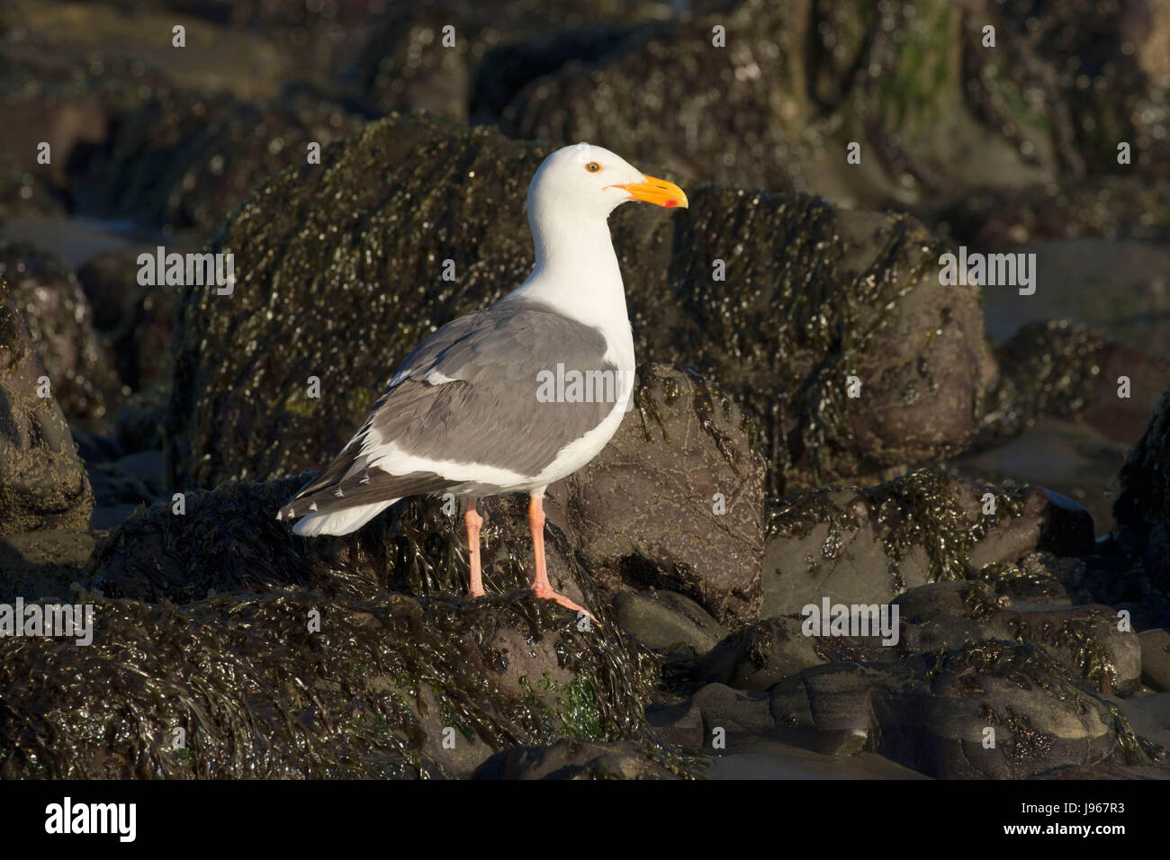 Gull, Point St. Heritage Area, Crescent City, California Stock
