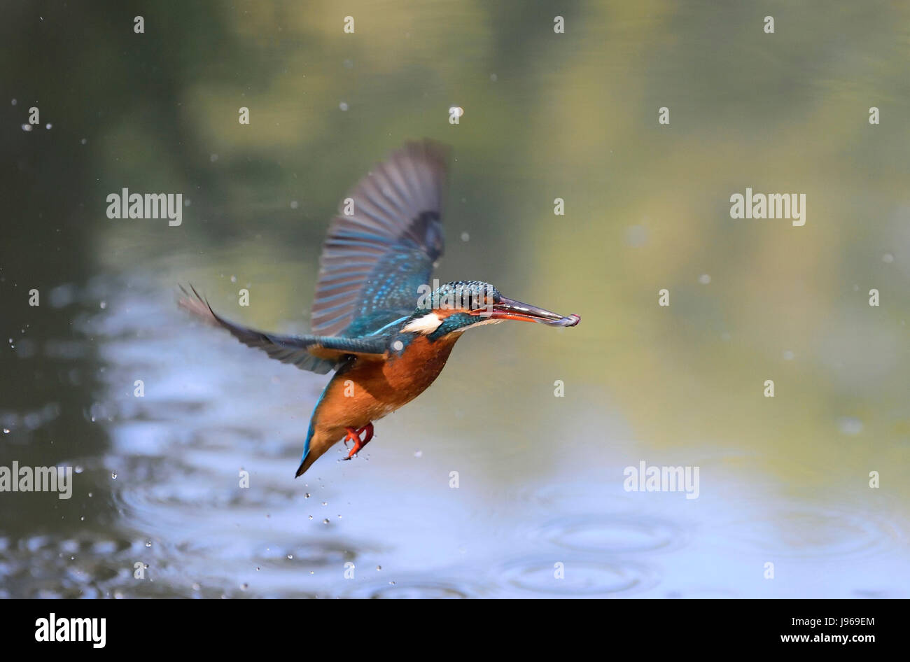 river kingfisher (Alcedo atthis), flying off the watersurface with a caught dace, Italy Stock Photo