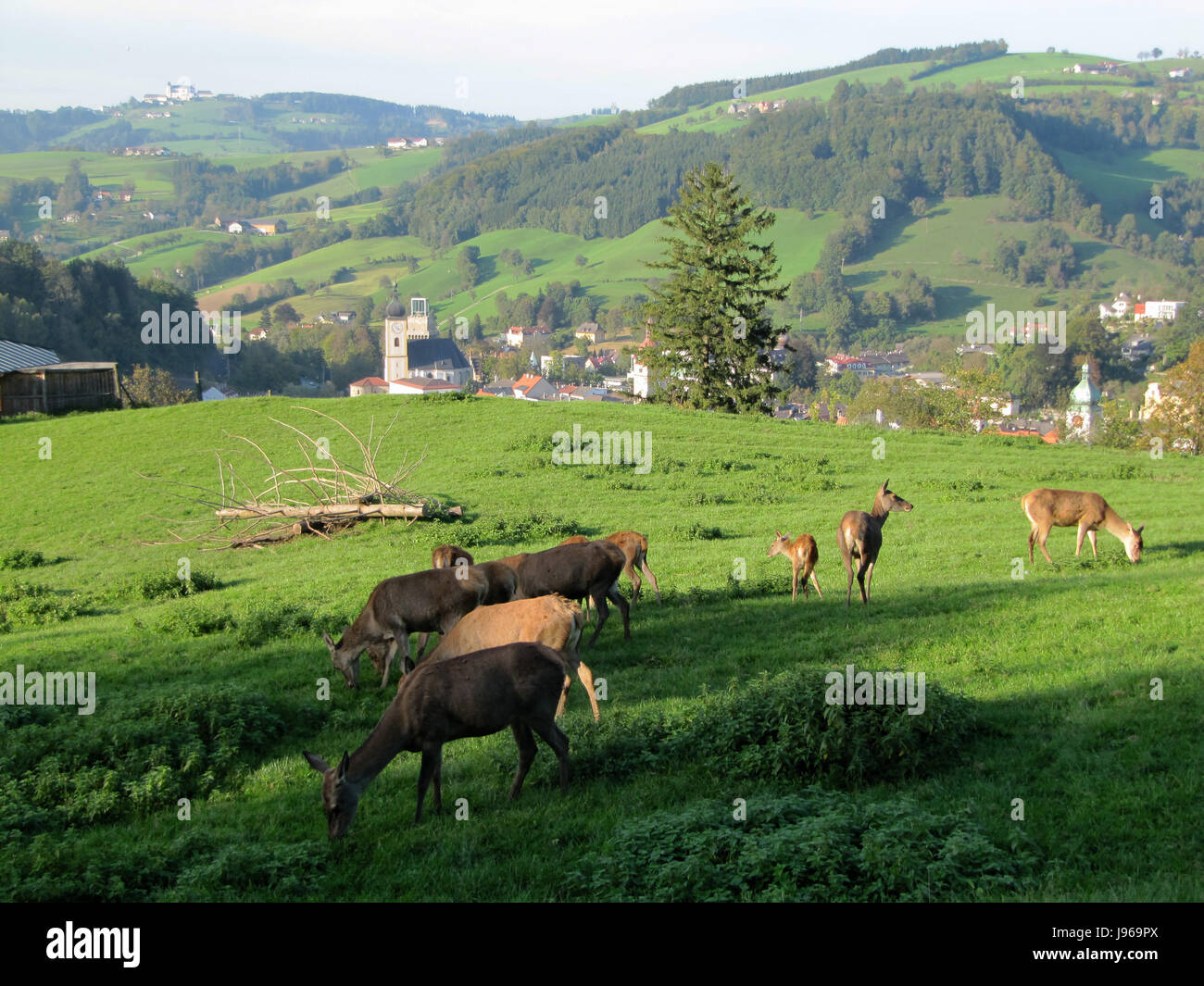 deer Stock Photo