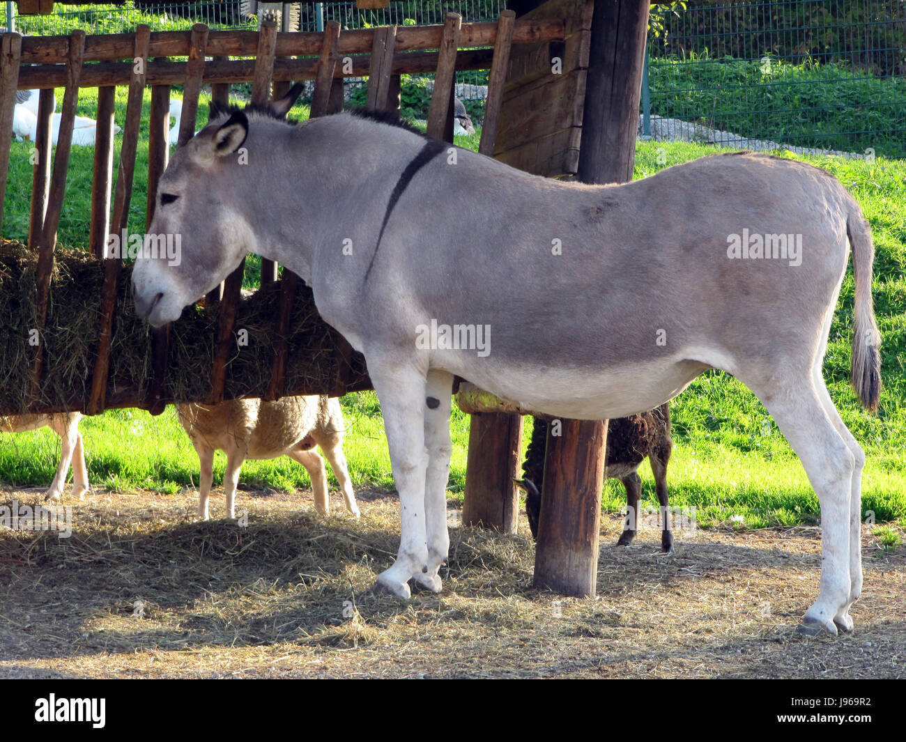 African Wild Ass endangered Species Stock Photo Alamy african-wild-ass-endangered-species-stock-photo-alamy