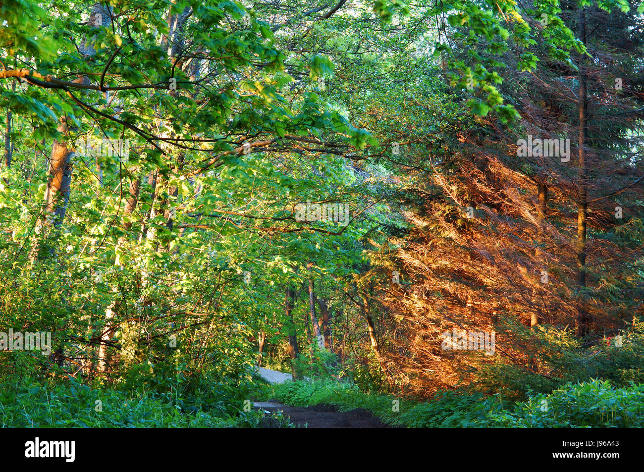 sun rays through the forest at sunset Stock Photo - Alamy