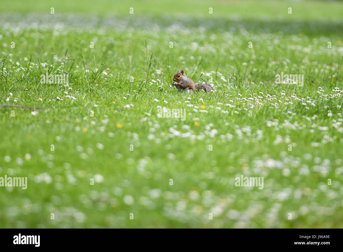 Grey squirrel Sciurus carolinensis sits in the grass feeding Stock Photo