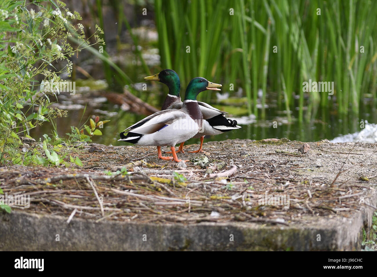 Two Mallard Anas platyrhynchos drake sat at the side of a lake in the UK Stock Photo